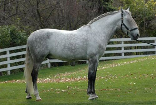 LUSITANO